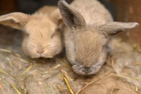 Гостиница Знаменская Богатырская Застава Орёл-23