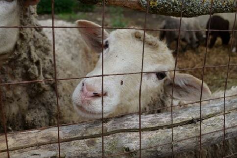 Гостиница Знаменская Богатырская Застава Орёл-50