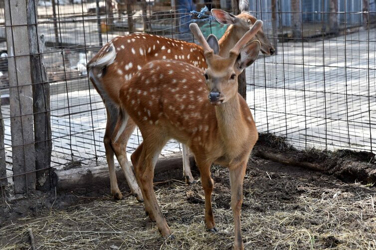 Гостиница Знаменская Богатырская Застава Орёл-33