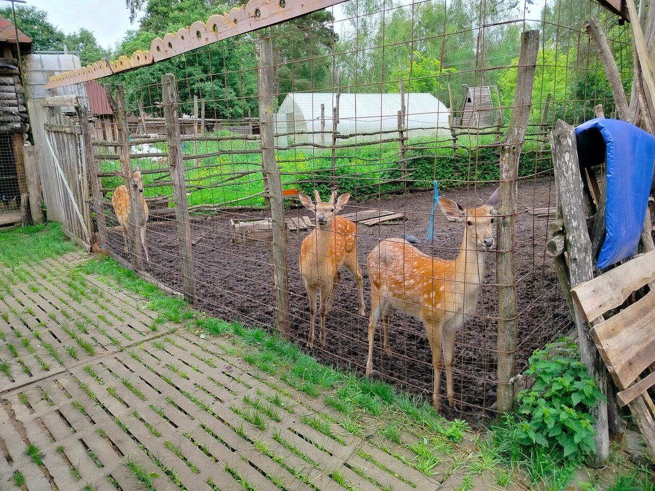 Гостиница Знаменская Богатырская Застава Орёл-210