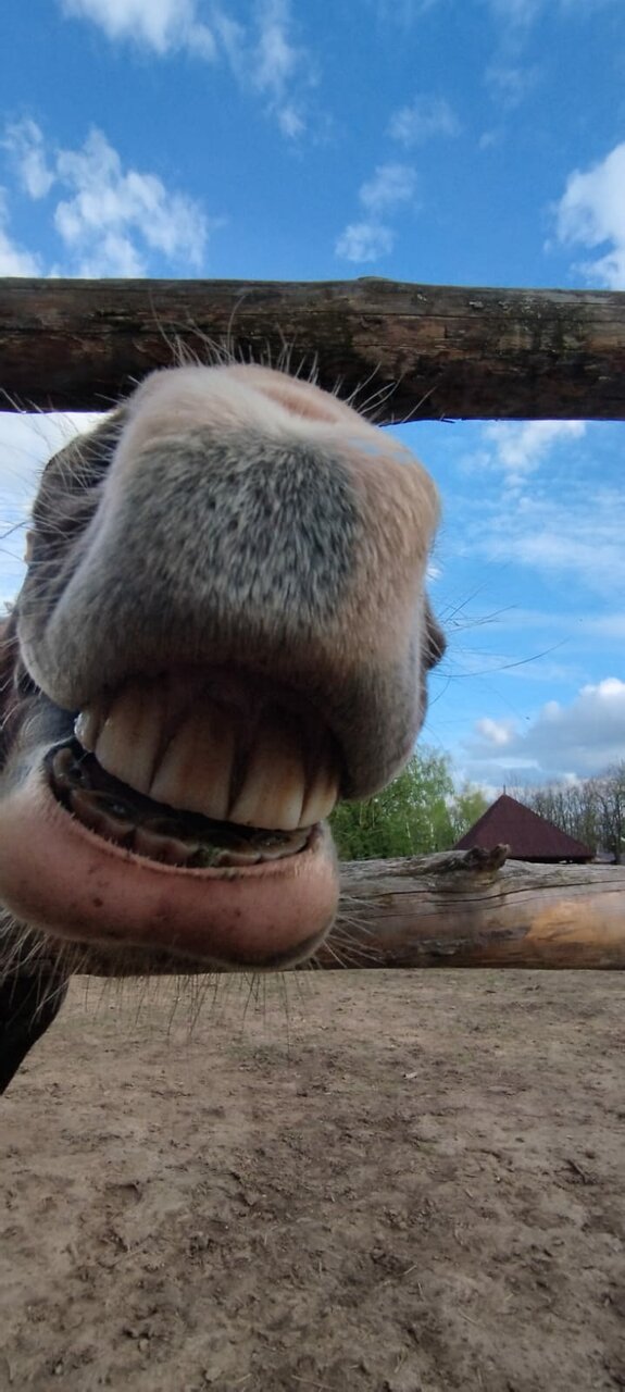 Гостиница Знаменская Богатырская Застава Орёл-206